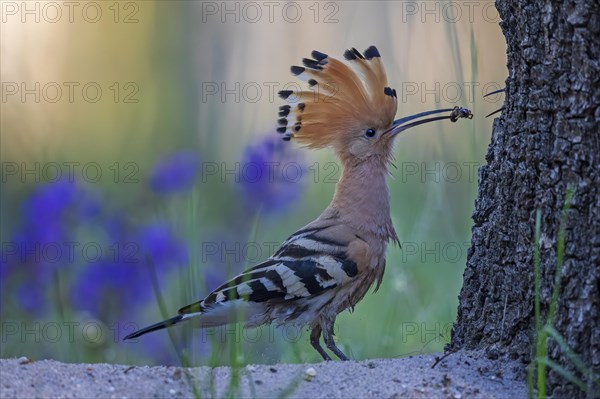 Hoopoe (Upupa epops)