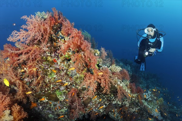 Diver at the wreck of the Dunraven