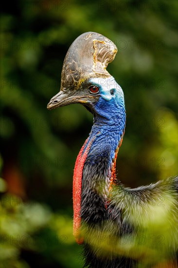 Double-wattled cassowary (Casuarius casuarius)