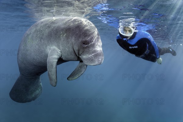 Diver observes West Indian manatee (Trichechus manatus)