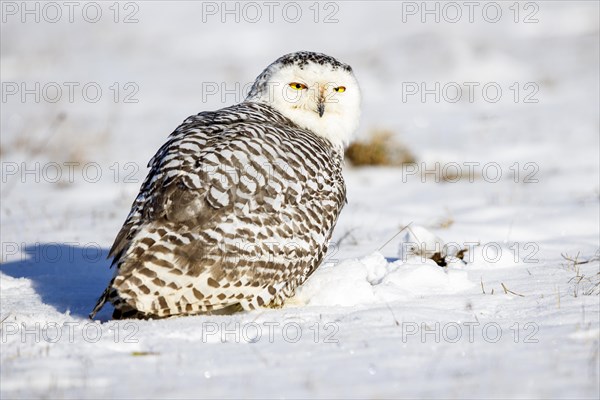 Snowy owl (Bubo scandiacus)