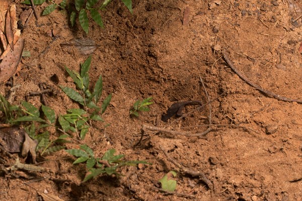 Rhinoceros chameleon (Furcifer rhinoceratus)