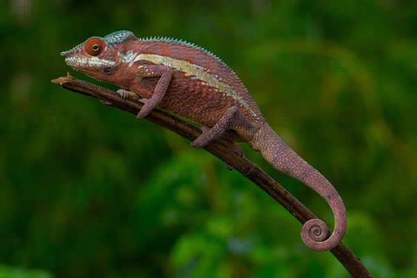 Panther chameleon (Furcifer pardalis)