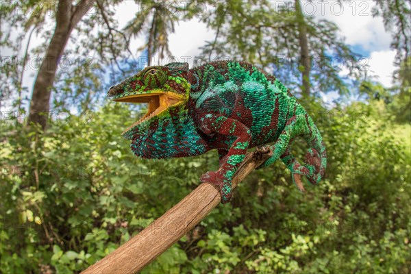 Panther chameleon (Furcifer pardalis)