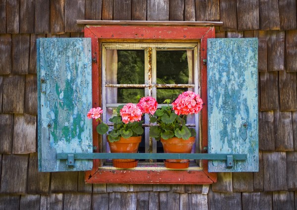 Flower window with geraniums