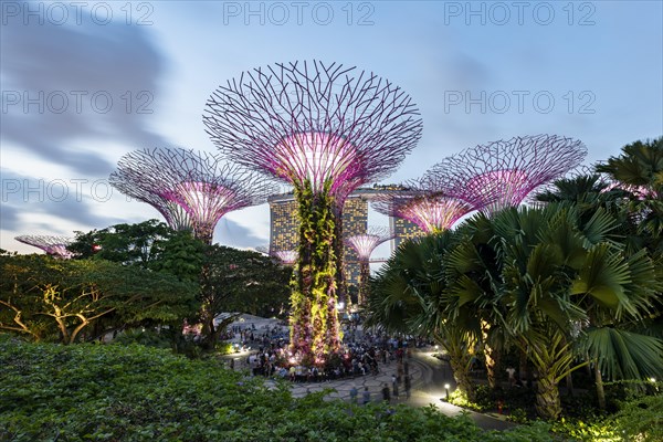 Supertrees at dusk