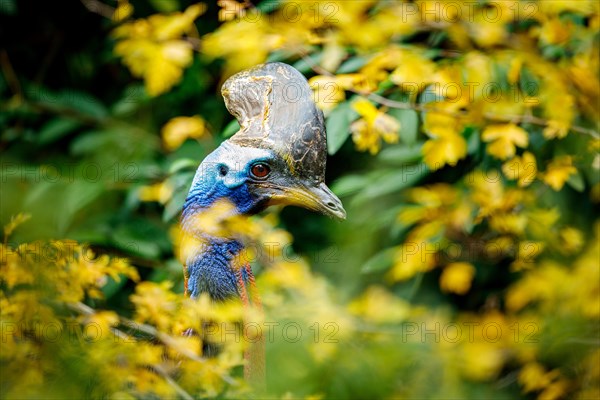 Double-wattled cassowary (Casuarius casuarius)