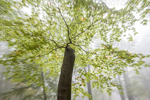 Tree trunk in morning mist