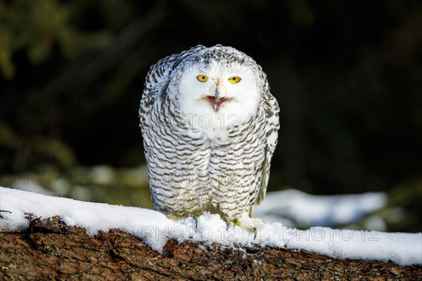 Snowy owl (Bubo scandiacus)