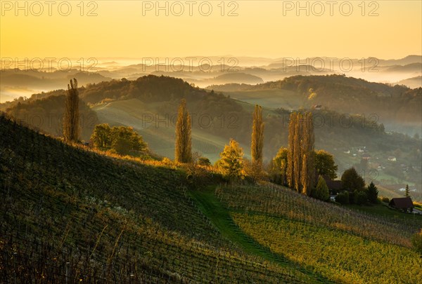Vineyard on the South Styrian Wine Route with autumn fog at sunrise