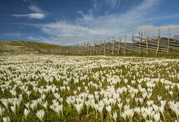 White Crocus flowers (Crocus) with pasture fence on the alpine pasture