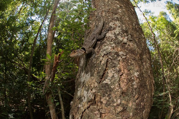 Large collared iguanid lizard (Oplurus cuvieri) on a tree trunk