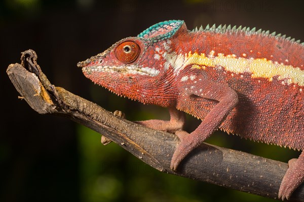 Panther chameleon (Furcifer pardalis)