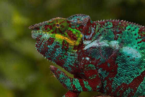 Panther chameleon (Furcifer pardalis)