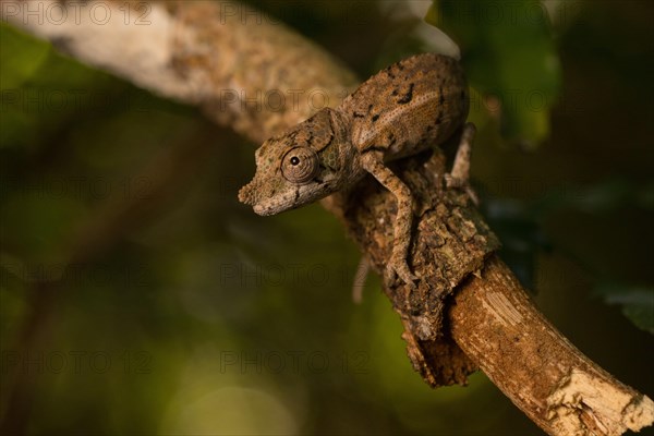 Rhinoceros chameleon (Furcifer rhinoceratus)