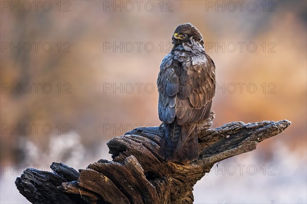 Steppe buzzard (Buteo buteo) on root in sunrise