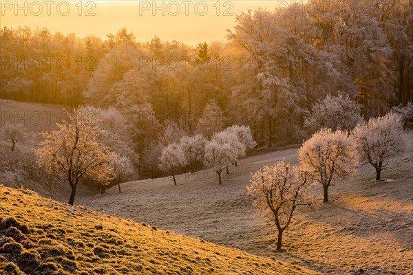 Fruit trees with hoarfrost at sunrise in winter
