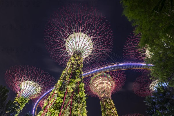 Supertrees at night