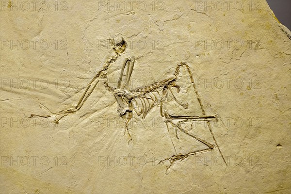 The archaeopteryx bavarica