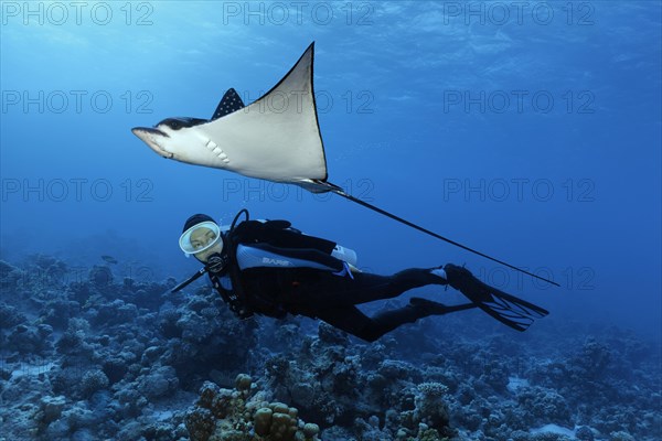 Diver observes Spotted eagle ray