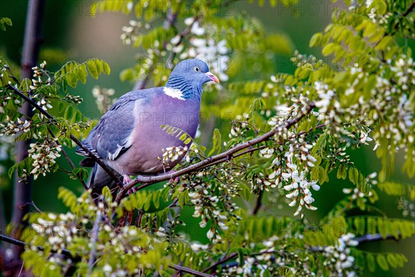 Common wood pigeon (Columba palumbus)