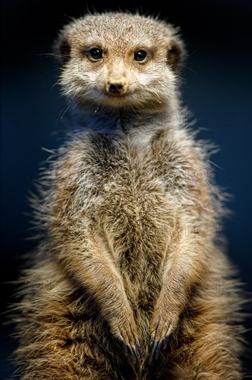 Meerkat (Suricata suricatta)