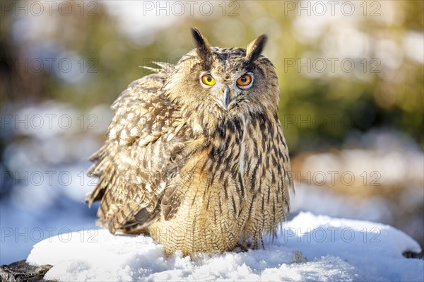 Eurasian eagle-owl (Bubo bubo)