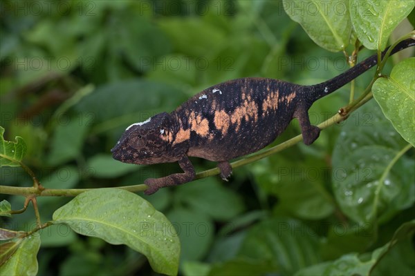 Panther chameleon (Furcifer pardalis)