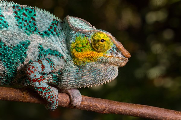 Panther chameleon (Furcifer pardalis)