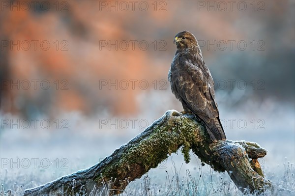 Steppe buzzard (Buteo buteo) on tree trunk at sunrise