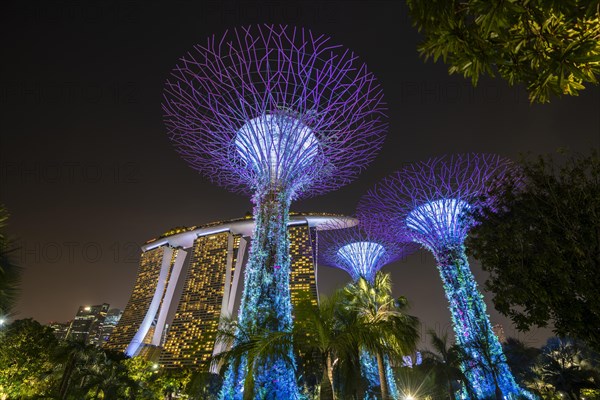 Supertrees at night