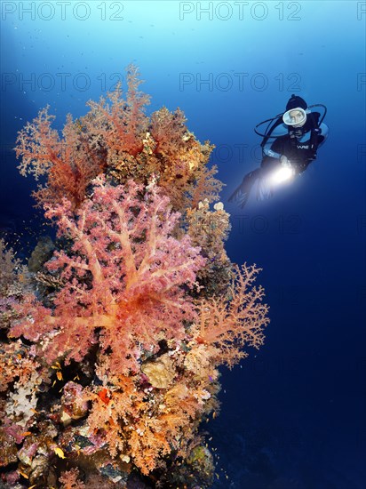 Diver with lamp viewing coral reef