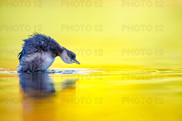 Little grebe (Tachybaptus ruficollis)