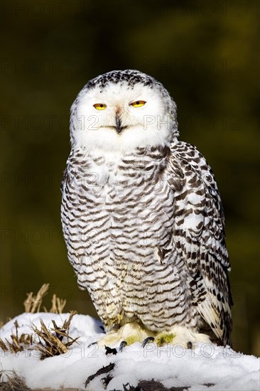 Snowy owl (Bubo scandiacus)