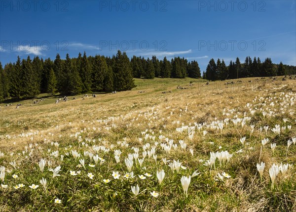 White Crocus flowers (Crocus) on the alpine pasture