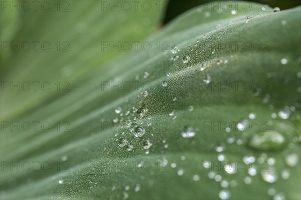 Water cabbage (Pistia stratiotes)