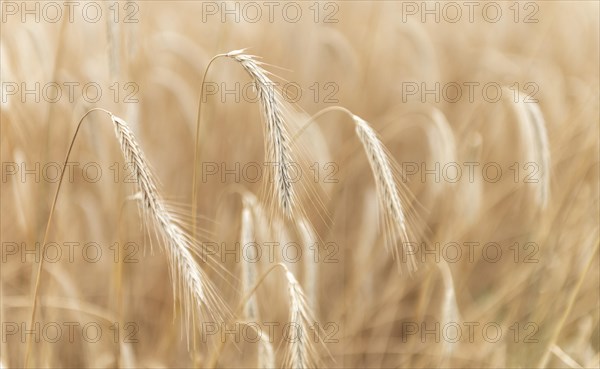 Ears of corn