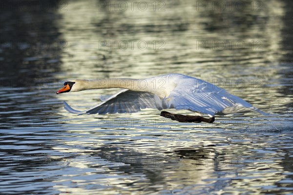 Mute swan (Cygnus olor)