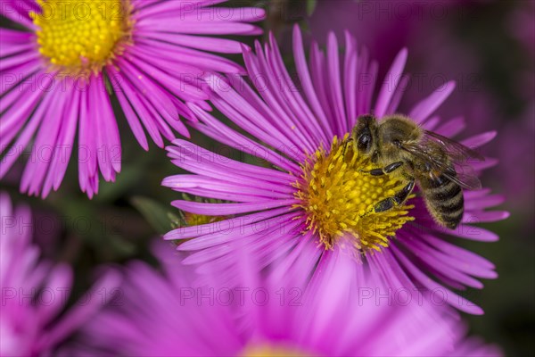 Honey bee (Apis mellifera) on Asterflower (Aster)