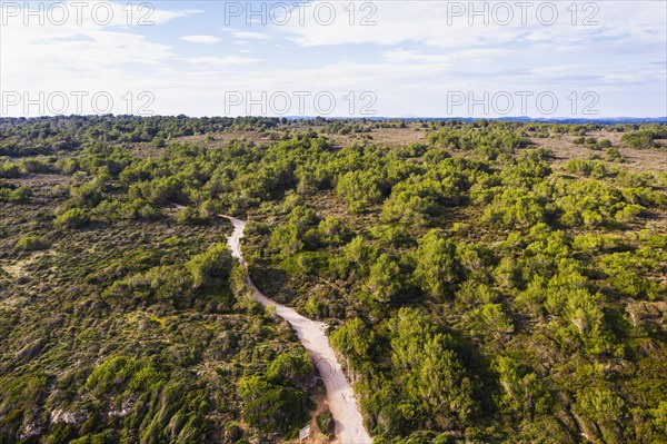 Son Real coastal protected area with pines