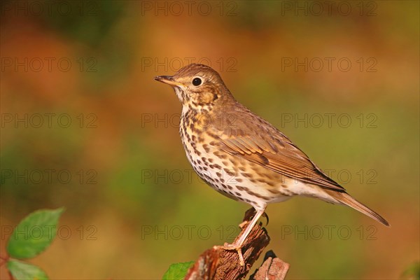 Song thrush (Turdus philomelos)