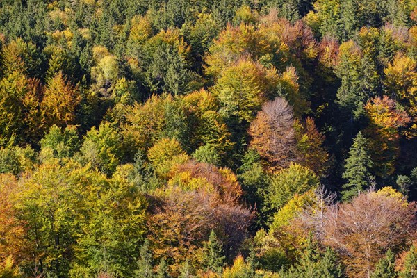 Autumn mixed forest