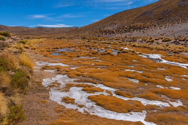 Peruvian feathergrass landscape with feather grass (jarava ichu)