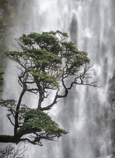 Branch of a tree in front of waterfall