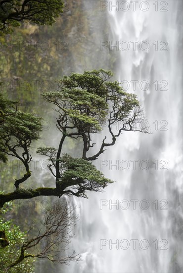 Branch of a tree in front of waterfall