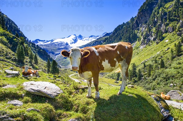 Cows on the alpine pasture
