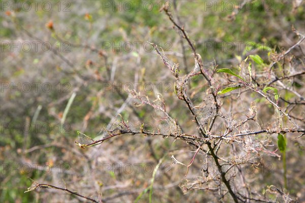 Ermine moths (Yponomeutidae) cover a Blackthorn hedge (Prunus spinosa) with spun yarn