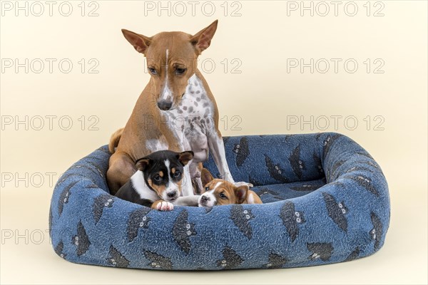 Basenji or Congo Terrier (Canis lupus familiaris)