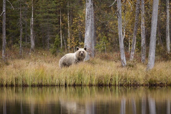 Brown bear (Ursus arctos)