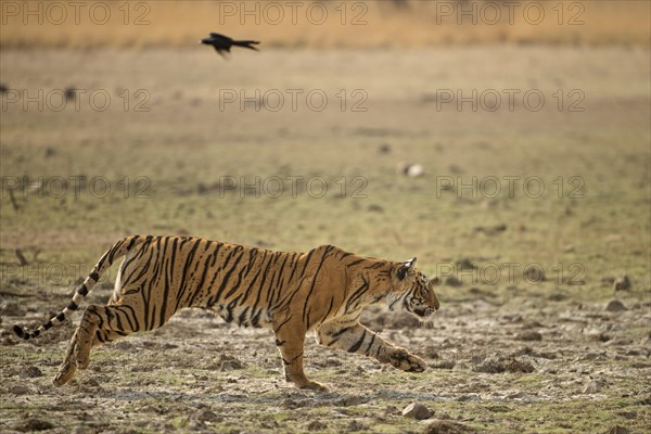 Wild tigress (Panthera tigris tigris) running across a dry lake bed while chasing her prey